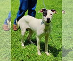 Small #7 Great Dane-Pointer Mix