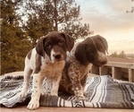 Small Photo #21 German Shorthaired Pointer Puppy For Sale in WOODLAND PARK, CO, USA