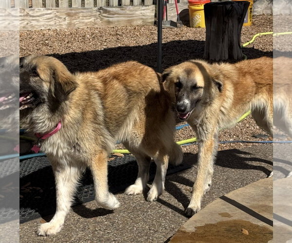 Medium Photo #10 Anatolian Shepherd-Unknown Mix Puppy For Sale in Houston, TX, USA