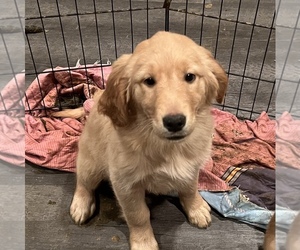 Golden Retriever Puppy for sale in GALAX, VA, USA