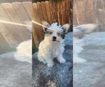 Small Photo #6 Yorkshire Terrier Puppy For Sale in CO SPGS, CO, USA