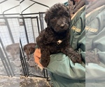 Small Photo #6 Poodle (Standard) Puppy For Sale in CUB RUN, KY, USA