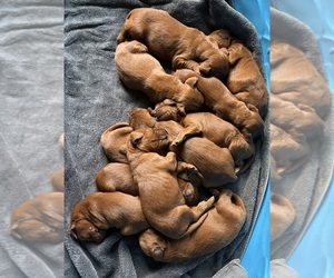Irish Setter Puppy for sale in ONEONTA, NY, USA