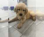 Small #2 Golden Retriever