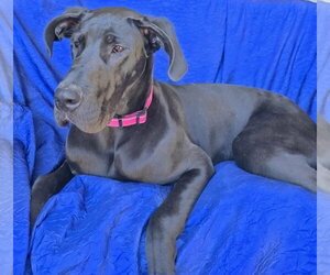 Mia - Female Great Dane Dog for Adoption - Photo #7