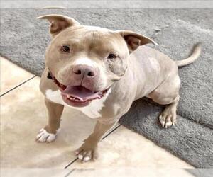 American Pit Bull Terrier-Unknown Mix Dogs for adoption in Las Vegas, NV, USA