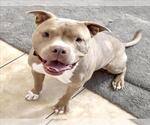 Small American Pit Bull Terrier Mix