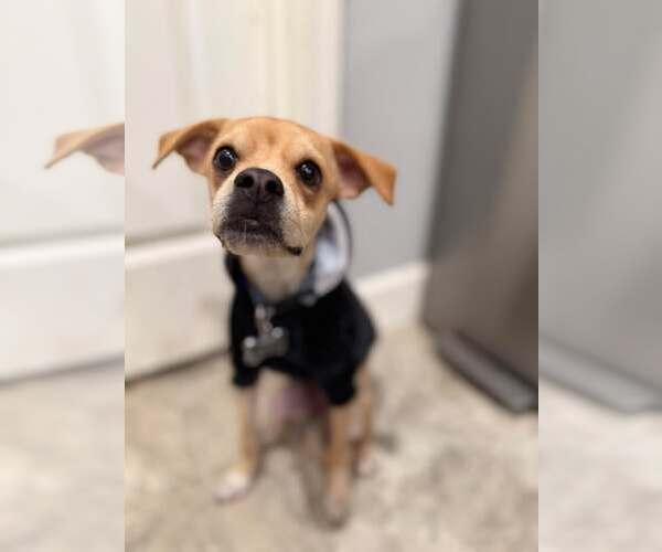 Medium Photo #2 Chihuahua-Unknown Mix Puppy For Sale in Visalia, CA, USA