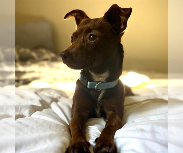 Medium Photo #1 Chihuahua Puppy For Sale in Alameda, CA, USA