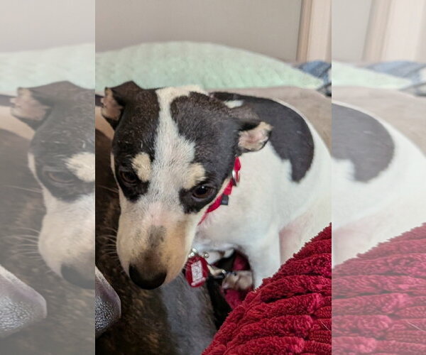 Medium Photo #1 Dachshund-Unknown Mix Puppy For Sale in Wakefield, RI, USA