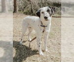 Small #1 Lab-Pointer