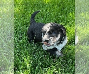 Australian Labradoodle Puppy for sale in NOBLESVILLE, IN, USA