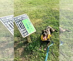 Small #37 American Pit Bull Terrier Mix