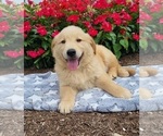 Small Photo #6 Golden Retriever Puppy For Sale in MILLERSBURG, IN, USA