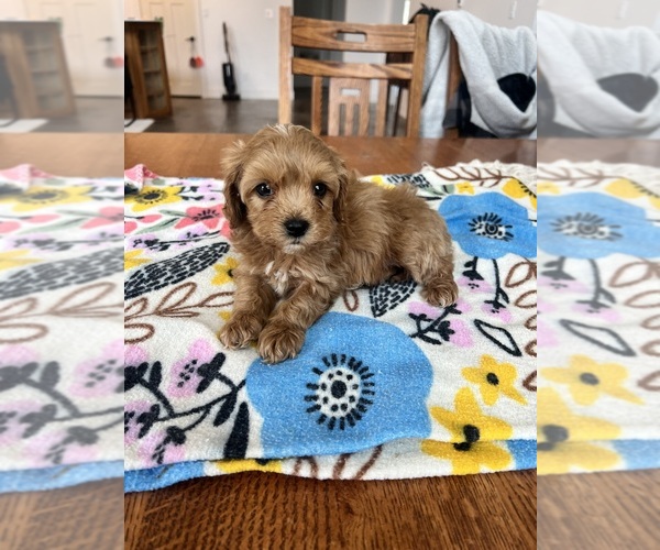 Medium Photo #4 Cavapoo Puppy For Sale in BELDING, MI, USA