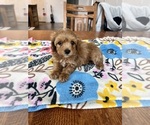 Small #3 Cavapoo