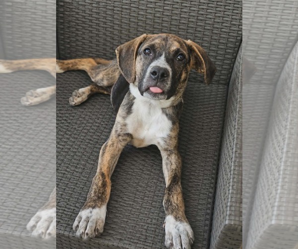 Medium Photo #2 Mutt Puppy For Sale in Woodbury, NY, USA