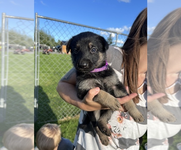 View Ad Photo 23 of Listing German Shepherd Dog