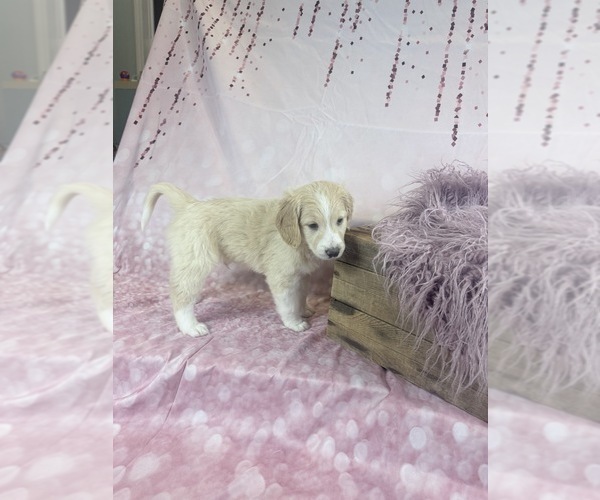 Medium Photo #33 Aussie-Poo-Goldendoodle Mix Puppy For Sale in COMMERCE, MI, USA