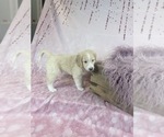 Small Photo #33 Aussie-Poo-Goldendoodle Mix Puppy For Sale in COMMERCE, MI, USA