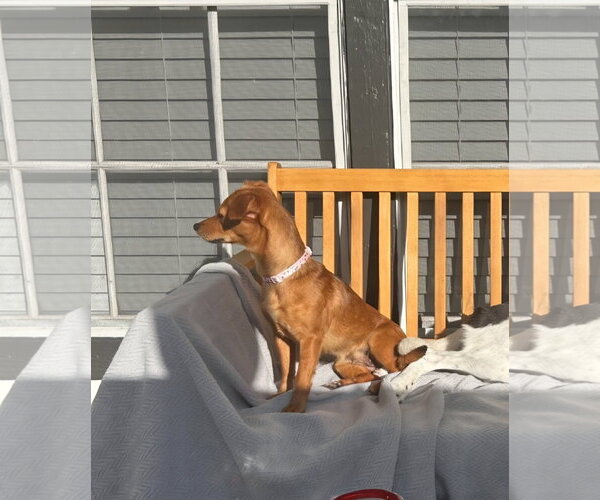 Medium Photo #4 Mutt Puppy For Sale in Royal Palm Beach, FL, USA