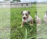 Puppy 3 Texas Heeler