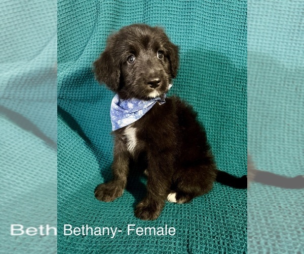 Medium Photo #22 Labradoodle-Miniature Australian Shepherd Mix Puppy For Sale in MANSFIELD, TX, USA
