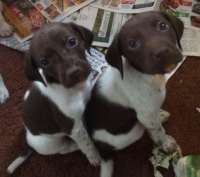 Medium Photo #1 German Shorthaired Pointer Puppy For Sale in WOODSTOCK, CT, USA