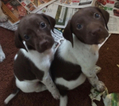 Small Photo #1 German Shorthaired Pointer Puppy For Sale in WOODSTOCK, CT, USA