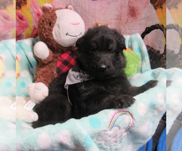 Medium Photo #1 German Shepherd Dog Puppy For Sale in ANGLETON, TX, USA
