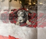 Small Photo #11 Schnauzer (Miniature) Puppy For Sale in KANNAPOLIS, NC, USA