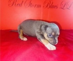 Small #2 American Bully