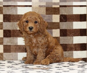 Cavapoo (Miniature) Puppy for sale in DENVER, PA, USA
