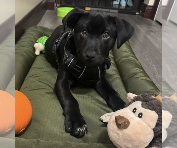 Medium Photo #2 Mutt Puppy For Sale in Germantown, OH, USA