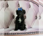 Puppy 7 Maltese-Poodle (Toy) Mix