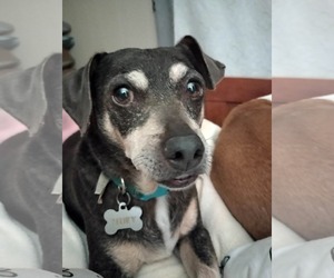 Huey - Male Chihuahua-Unknown Mix Dog for Adoption - Photo #2
