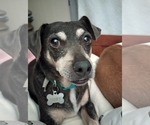 Small #1 Chihuahua Mix