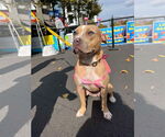 Small #29 American Pit Bull Terrier-Labrador Retriever Mix