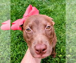Small #3 Australian Kelpie Mix