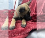 Small Photo #67 Belgian Malinois Puppy For Sale in REESEVILLE, WI, USA