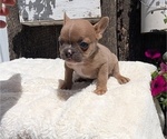 Small Photo #53 French Bulldog Puppy For Sale in GOSHEN, IN, USA