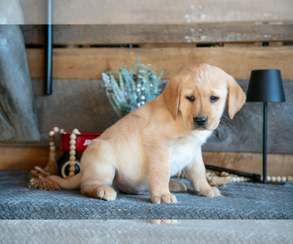 Medium Photo #2 Golden Labrador Puppy For Sale in GOSHEN, IN, USA