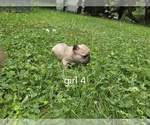 Small #9 French Bulldog