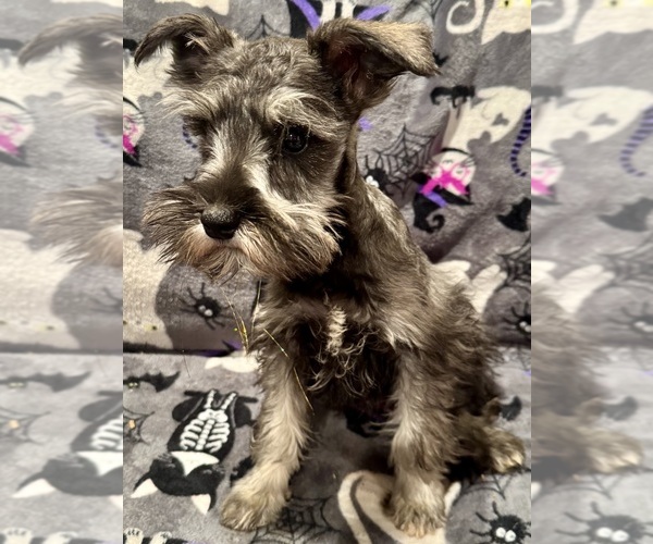 Medium Photo #1 Schnauzer (Miniature) Puppy For Sale in JEFFERSON, OR, USA