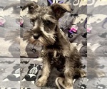 Puppy 4 Schnauzer (Miniature)