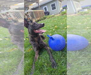 Holland Shepherd Dogs for adoption in Imlay City, MI, USA
