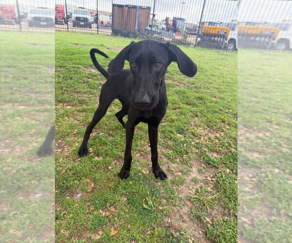 Medium Photo #4 Great Dane Puppy For Sale in Bullard, TX, USA