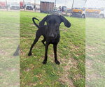 Small #3 Great Dane