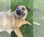 Small #4 Labrador Retriever Mix