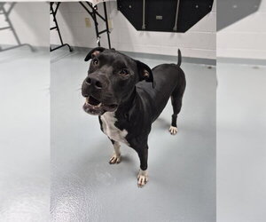 Labrador Retriever-Unknown Mix Dogs for adoption in St. Cloud, FL, USA